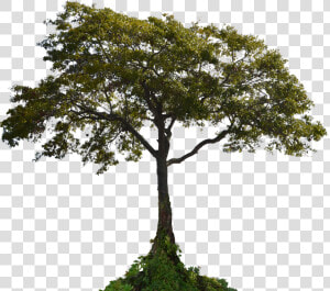 Transparent Landscaping Clipart Tree   Tree With Root Png  Png Download