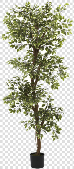 Multi Layer Ficus Tree Bush  HD Png Download