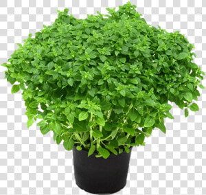 Herbs Plant Png  Transparent Png