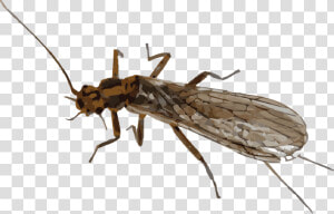 Mayfly Png Transparent Image   Mayfly Png  Png Download