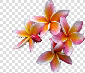 Plumeria Flowers Png Free Download   Rare Flowers  Transparent Png