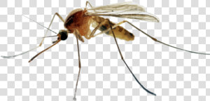 Hr Mosquitoes  HD Png Download