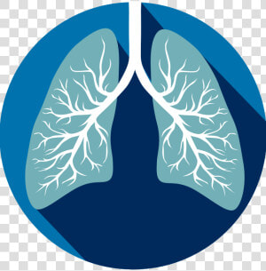 Transparent Respiratory System Clipart   Human Lungs Clipart  HD Png Download