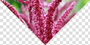 Some Of The Best Known Herbs Used For Horchata Are   Amaranth  HD Png Download