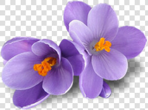 Free Png Crocus Png Images Transparent   Transparent Saffron Flower Png  Png Download