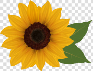 Clip Art Sunflowers   Sunflower Clipart  HD Png Download