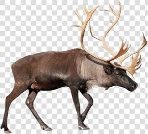 Reindeer elk deer barren Ground   Caribou Png  Transparent Png