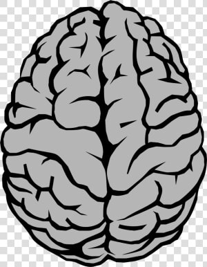 Transparent Brain Clipart Png   Brain Clipart Png  Png Download