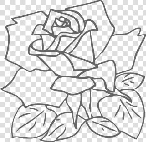 Rose Drawing Pink Clip Art   White Rose Outline Png  Transparent Png