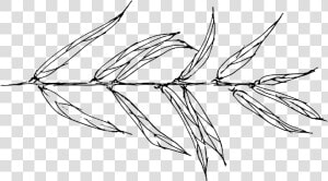 Willow Drawing Black And White   Willow Leaves Sketch  HD Png Download