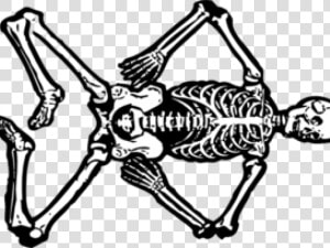 Skeletons Cliparts   Skeleton Body Clip Art  HD Png Download