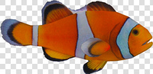 Ocellarisclown   Zt2 Clownfish  HD Png Download