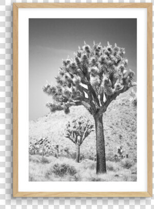 Joshua Tree Png  Transparent Png