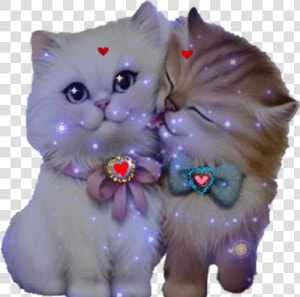  gatos Enamorados 😍   Любовь Милые Картинки Животных  HD Png Download