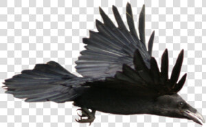 Crow Flying Png   Flying Raven  Transparent Png