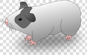 Hamster Clipart Guinea Pig  HD Png Download