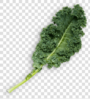 Kale   Lacinato Kale  HD Png Download