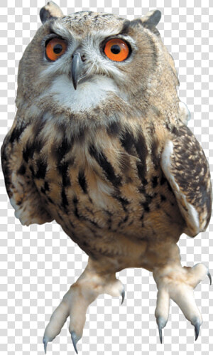 Barn Owl Transparent Images Png   All Harry Potter Owls  Png Download