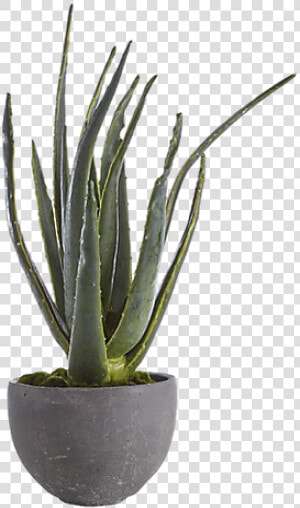 Yucca Plant Png  Transparent Png