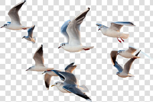 Gull   Birds Flying Images Png  Transparent Png