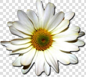 Daisy chamomile oxeye Plant camomile daisy Family daisy african   Feliz Dia De Tu Santo Gif Josefa  HD Png Download