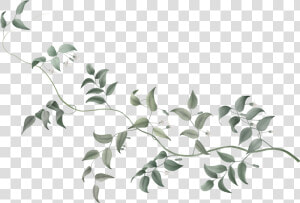 Dumbo Vine Flower Plant Stem Tree   Flowers Vine Transparent Background  HD Png Download