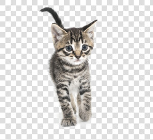 Kitten Png Transparent Images   Domestic Short haired Cat  Png Download