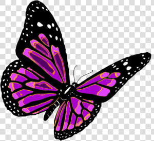 Butterflies Free Clipart Pictures   Бабочка Png  Transparent Png