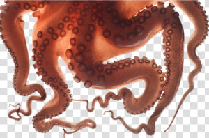  octopus  tentacles  freetoedit   Insensitive Memes  HD Png Download