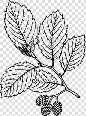 Red Alder Leaf Drawing  HD Png Download