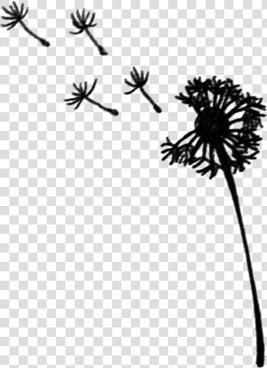 Clip Art Dandelion Graphic   Dandelion  HD Png Download