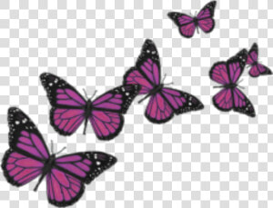  butterfly  butterflies  cute  nature  pink  love  wings   Butterflies Transparent Background  HD Png Download