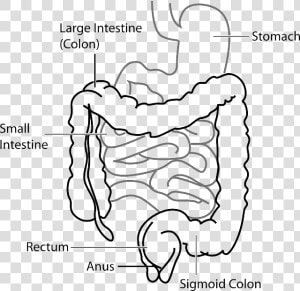 Gut Thyroid Connection   Caliber Of Small Intestine  HD Png Download