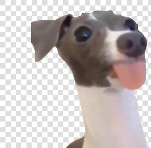  dog  vine  funny  meme  yeet   Italian Greyhound  HD Png Download