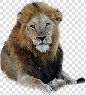 Lion Free Png   Asian Lion Png  Transparent Png