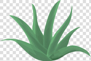 Suc D Aloe Vera  HD Png Download