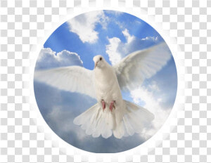 Holy Spirit Dove   Png Download   Brooding Dove  Transparent Png