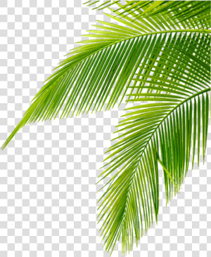  tropical  leaves  green  freetoedit   Leaf Palm Tree Png  Transparent Png