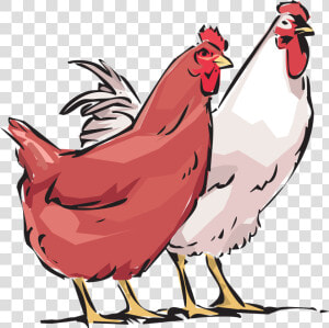 Cock Hd Png Transparent   Hens Clipart  Png Download