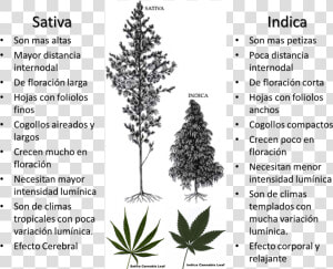 La De Plantas   Hemp Bud Vs Weed Bud  HD Png Download