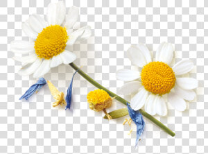 Oxeye Daisy  HD Png Download