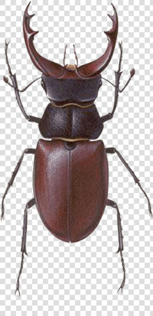 Stag Beetle Transparent Png Image Bug Image Transparent   Stag Beetle  Png Download