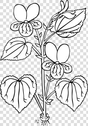 Ku Viola Glabella Clip Arts   Parts Of The Plant Outline  HD Png Download