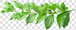 Leaves  Stem  Green  Plant  Branch   Plant Leaves With Stem  HD Png Download