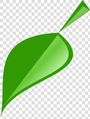 Leaf  Green  Nature  Plant  Natural  Spring   รูป ใบไม้ สวย ๆ Png  Transparent Png