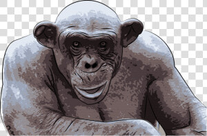 Transparent Chimpanzee Png   Ashes Hairless Chimp  Png Download