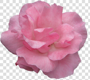 Pink Rose Clipart Garden   Garden Roses  HD Png Download