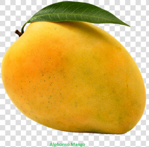 Mango   Mango Png  Transparent Png