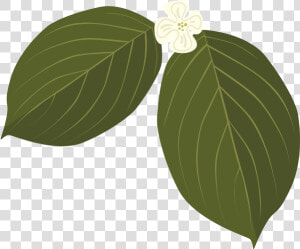 Dogwood Leaves Transparent  HD Png Download