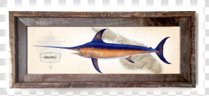 Atlantic Blue Marlin  HD Png Download